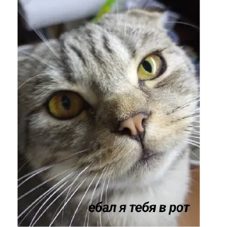 🤬 emoji Сэм ебёт Вику в рот Telegram sticker 13 of 14