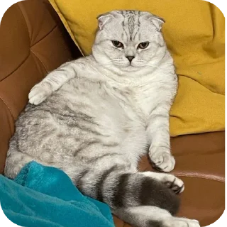 🐱 emoji Стикеры для людей с высоким уровнем IQ Telegram sticker 6 of 9