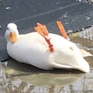 😎 emoji Duck or not Telegram sticker 10 of 115