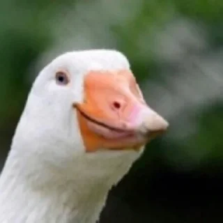 🙂 emoji Duck or not Telegram sticker 17 of 115