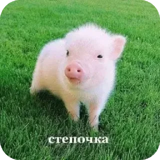 👍 emoji tasha (не спит) Telegram sticker 12 of 26