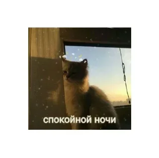 🌚 emoji Больше стиков тут: @stikery4 Telegram sticker 21 of 107