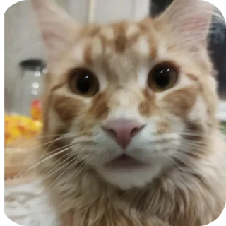 🐱 emoji Зоопарк Telegram sticker 10 of 39