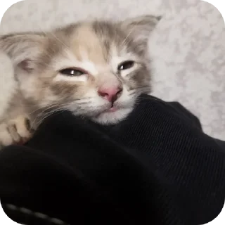 🐱 emoji Зоопарк Telegram sticker 7 of 39