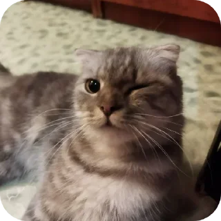 🐱 emoji Зоопарк Telegram sticker 20 of 39