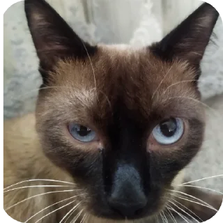 🐱 emoji Зоопарк Telegram sticker 24 of 39