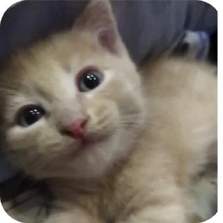 🐱 emoji Зоопарк Telegram sticker 13 of 39