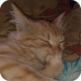 🐱 emoji Зоопарк Telegram sticker 23 of 39