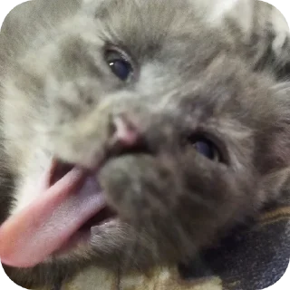 🐱 emoji Зоопарк Telegram sticker 17 of 39