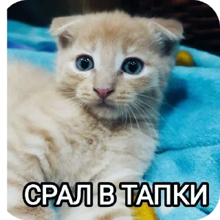 🐱 emoji Зоопарк Telegram sticker 5 of 39