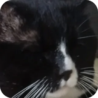 🐱 emoji Мартин топ Telegram sticker 8 of 22