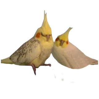 Sticker from Пепужьи стикеры 🐥