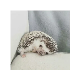 😔 emoji Ёжики от Аарона (чтобы бесить Эндрю) Telegram sticker 2 of 40