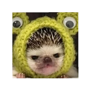 😠 emoji Ёжики от Аарона (чтобы бесить Эндрю) Telegram sticker 6 of 40