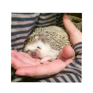 😴 emoji Ёжики от Аарона (чтобы бесить Эндрю) Telegram sticker 12 of 40