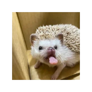 😝 emoji Ёжики от Аарона (чтобы бесить Эндрю) Telegram sticker 16 of 40