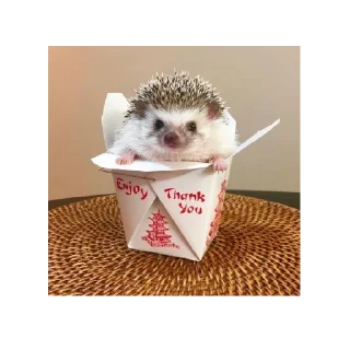 🥡 emoji Ёжики от Аарона (чтобы бесить Эндрю) Telegram sticker 8 of 40