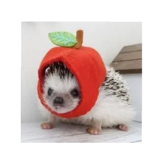 🍎 emoji Ёжики от Аарона (чтобы бесить Эндрю) Telegram sticker 10 of 40