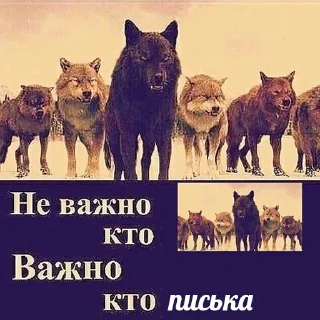 🐺 emoji Больше стикеров 👉🏻 @stickertg4 Telegram sticker 12 of 22