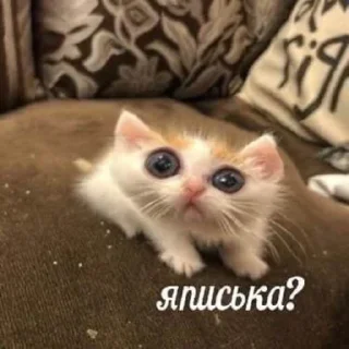😳 emoji Больше стикеров 👉🏻 @stickertg4 Telegram sticker 1 of 22