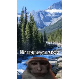 🐵 emoji Больше стикеров: @sticerru Telegram sticker 11 of 63