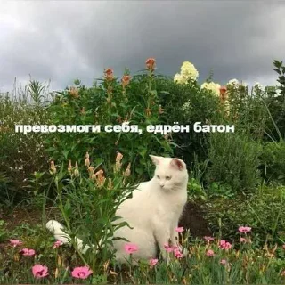 😼 emoji Чип и Дэйл Telegram sticker 16 of 33