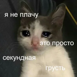 😢 emoji Кітики Telegram sticker 10 of 64