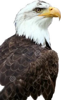 🚁 emoji Демократия Telegram sticker 5 of 26