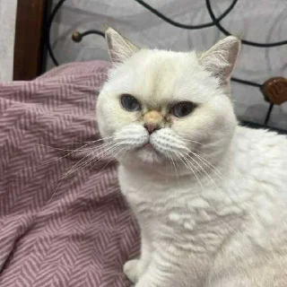 😒 emoji клюша кинн @ghonglii Telegram sticker 19 of 48