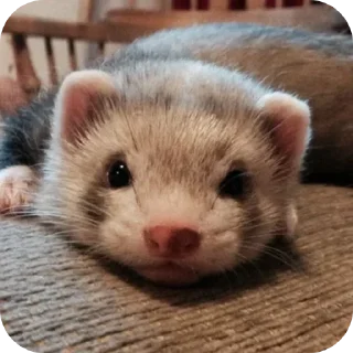 🦦 emoji ferrets 0.1 ??¿?11 ;0 | @SkibidiCitrusMeow | by @offstikbot Telegram sticker 8 of 58