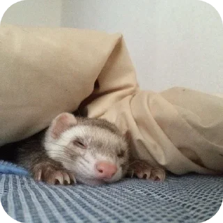 🦦 emoji ferrets 0.1 ??¿?11 ;0 | @SkibidiCitrusMeow | by @offstikbot Telegram sticker 12 of 58