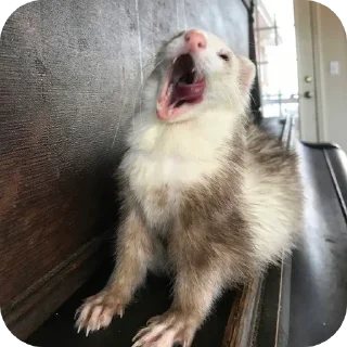 🦦 emoji ferrets 0.1 ??¿?11 ;0 | @SkibidiCitrusMeow | by @offstikbot Telegram sticker 10 of 58