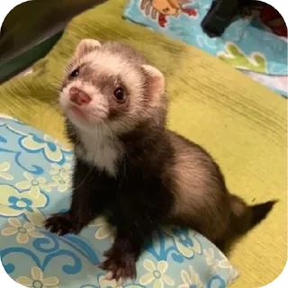 🦦 emoji ferrets 0.1 ??¿?11 ;0 | @SkibidiCitrusMeow | by @offstikbot Telegram sticker 7 of 58