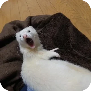 🦦 emoji ferrets 0.1 ??¿?11 ;0 | @SkibidiCitrusMeow | by @offstikbot Telegram sticker 16 of 58