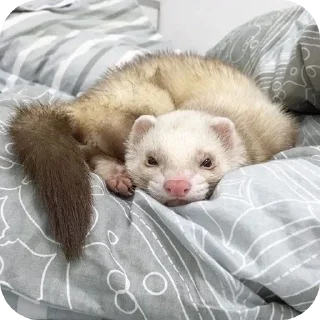 🦦 emoji ferrets 0.1 ??¿?11 ;0 | @SkibidiCitrusMeow | by @offstikbot Telegram sticker 6 of 58