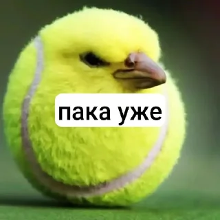 😎 emoji птица ➡️ @Ctikerubot Telegram sticker 6 of 18