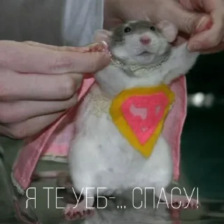 😎 emoji Больше стиков тут: @stikery4 Telegram sticker 22 of 43