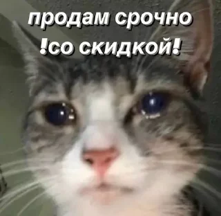 😭 emoji @saintwb СТИКЕРЫ ДЛЯ АДМИНОВ Telegram sticker 13 of 39