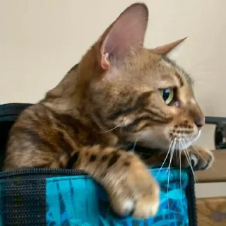 🐱 emoji эсми великая Telegram sticker 19 of 23