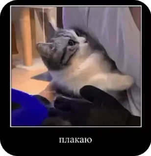 😭 emoji Ебучие кошки от @Mr_kamaru Telegram sticker 9 of 71
