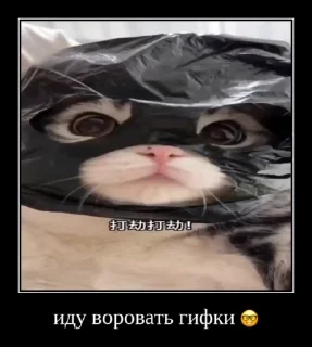 😎 emoji Ебучие кошки от @Mr_kamaru Telegram sticker 6 of 71