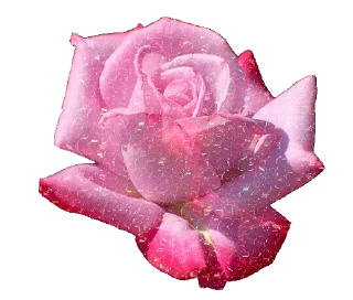 🤩 emoji 玫瑰色的眼鏡 ໒  ꒱ @wlvvchk @TgEmojis_bot Telegram sticker 21 of 55