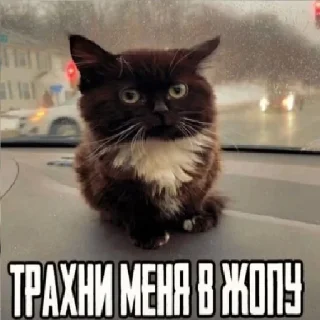 😐 emoji кто нах by zedq Telegram sticker 13 of 72