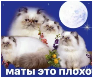 🐓 emoji Больше стикеров 👉🏻 @stickertg4 Telegram sticker 23 of 120