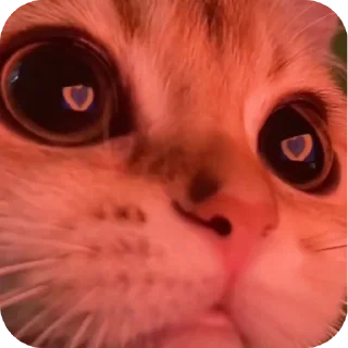 🐱 emoji динажон by @StikerYaratishbot Telegram sticker 23 of 120