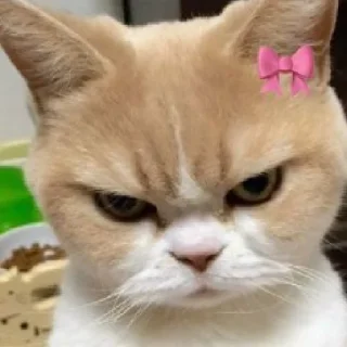 😡 emoji динажон by @StikerYaratishbot Telegram sticker 13 of 120