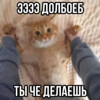 😏 emoji коты ➡️ @Ctikerubot Telegram sticker 13 of 87