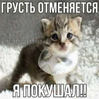 😳 emoji коты ➡️ @Ctikerubot Telegram sticker 16 of 87