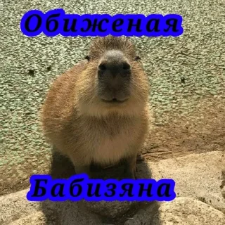 💪 emoji Капибары топ, за капибар Telegram sticker 5 of 17