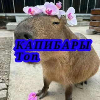 💪 emoji Капибары топ, за капибар Telegram sticker 2 of 17